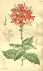 Pseuderanthemum seticalyx (Ruspolia seticalyx), Acanthaceae